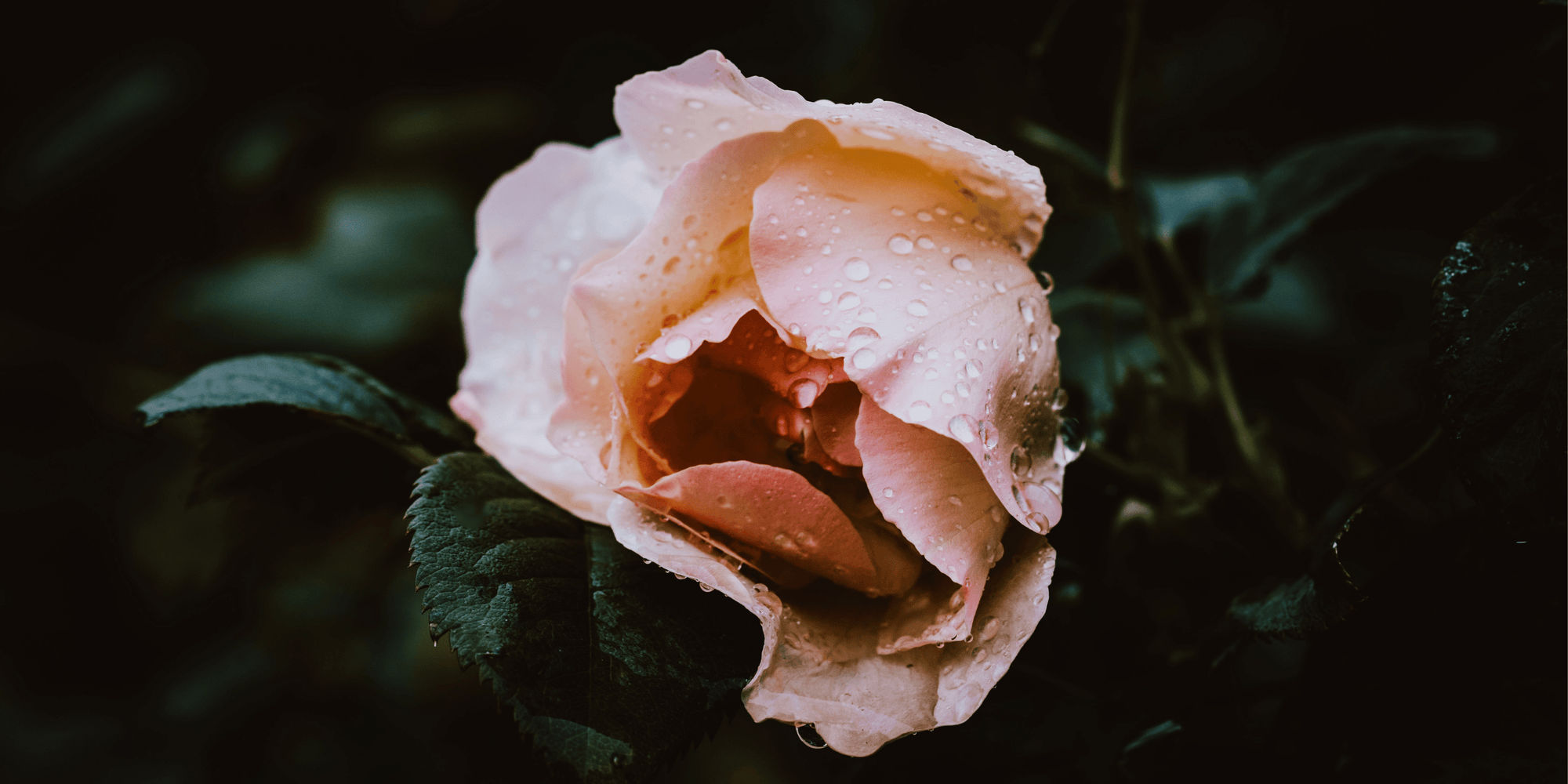 The benefits of rose water for your sensitive skin.