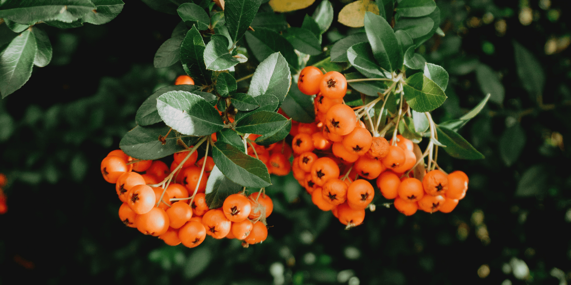Sea Buckthorn Oil: A Miracle Berry for Radiant and Strong Skin