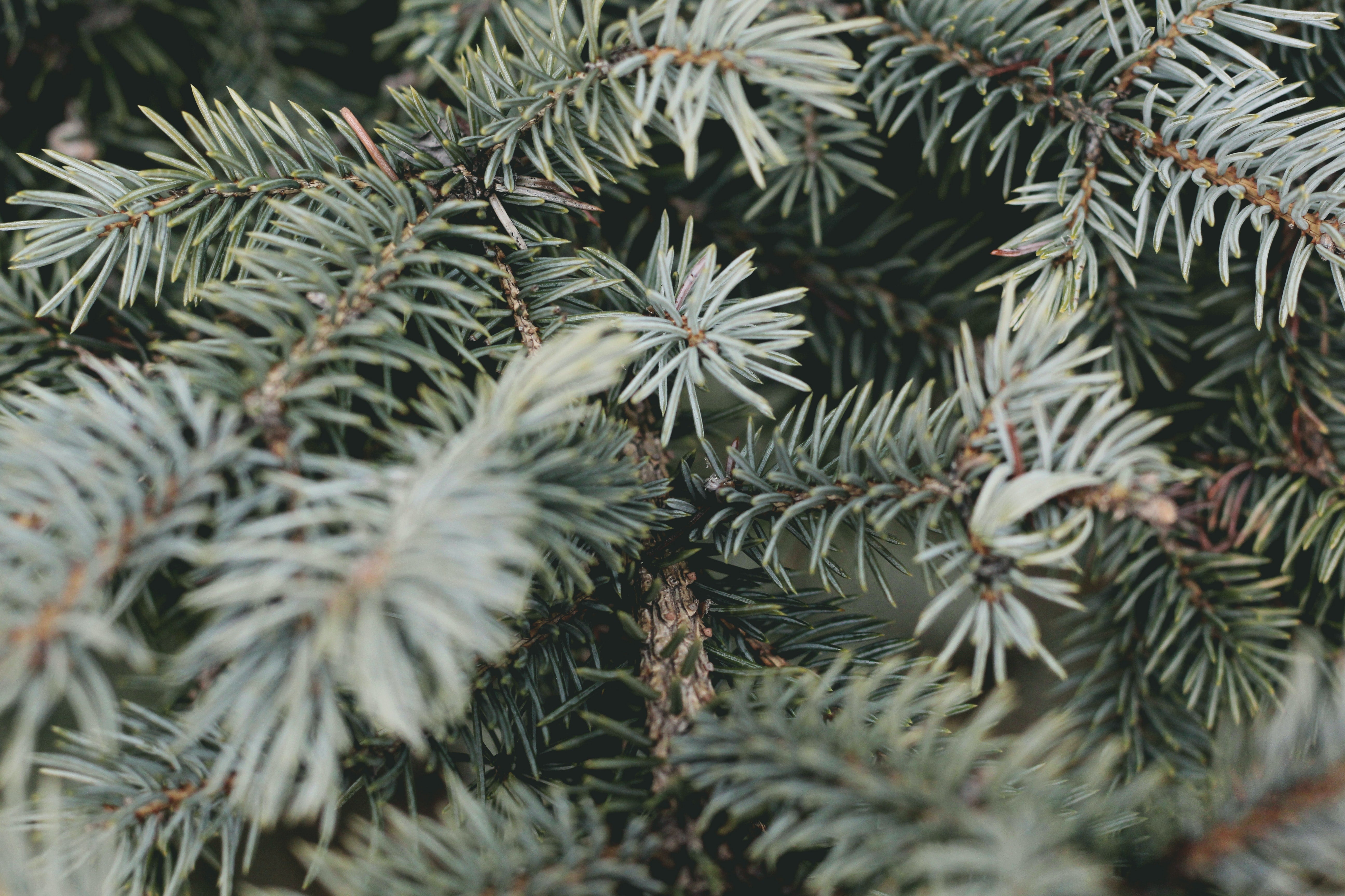 Pine Needle Tea with Pine, Spruce or Fir